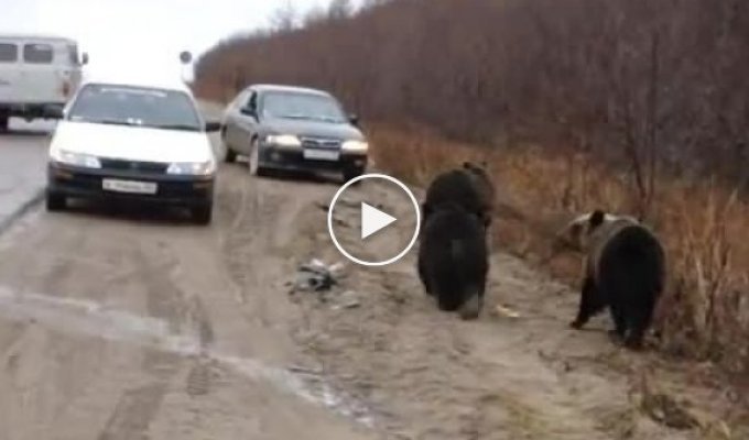 Как дальнобойщики кормят медвежат с рук