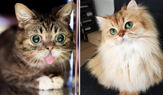 Известные коты, которые стали миллионерами (8 фото)