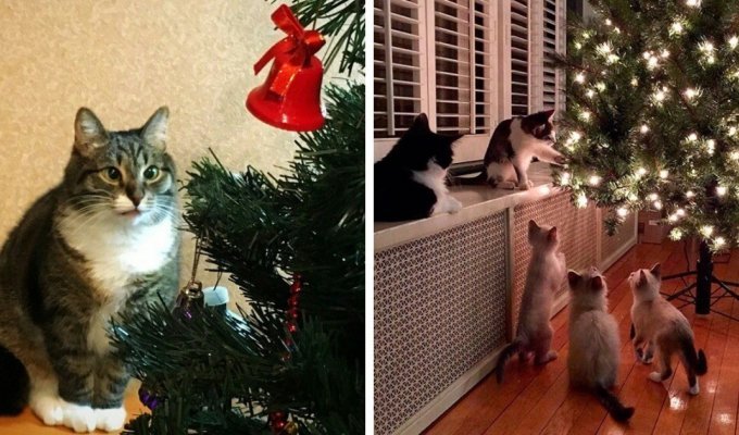 Сезон охоты кошек на новогодние ёлки объявляется открытым (19 фото)