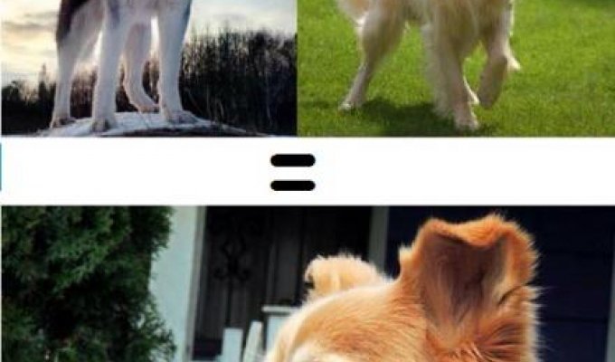 Вот как выглядит результат любви собак разных пород (10 фото)