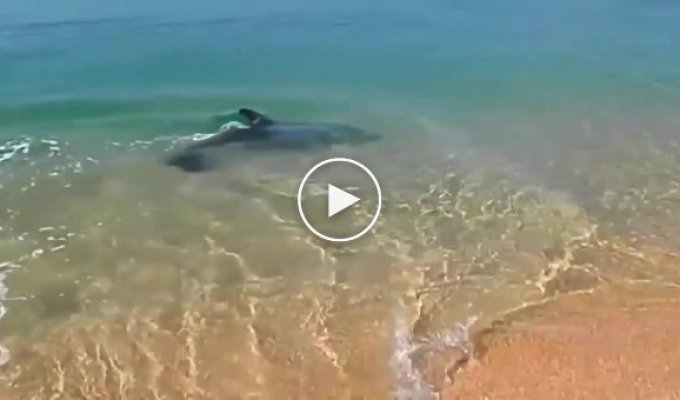 Отдыхающие сняли игривую погоню дельфина за рыбой