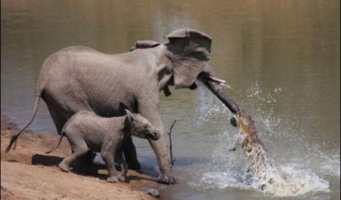 Крокодил напал на слониху (4 фото)