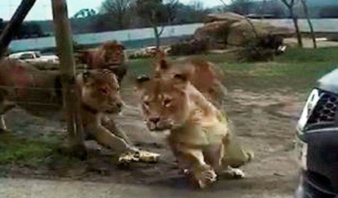Львы напали на машину с детьми в сафари-парке (8 фото + 1 видео)