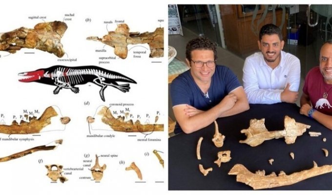Археологи показали, как выглядел четырехлапый кит, живший миллионы лет назад (4 фото)