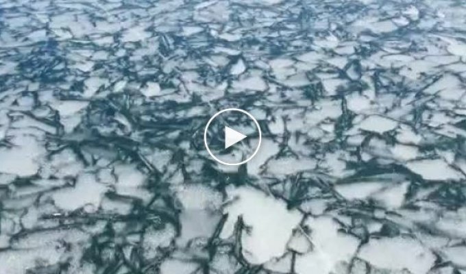 Рыбак спас оленёнка, застрявшего на тонком льду озера ёнок, озеро, лёд, рыбак