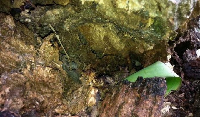 Найди лягушку (2 фотографии)