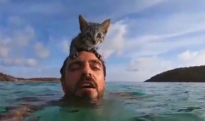 Кошка, которая обожает плавать в море вместе со своим хозяином (8 фото)