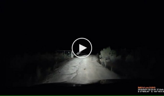 Встреча с кенгуру на ночной дороге