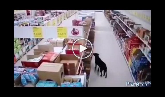 Собака своровала еду из супермаркета в Колумбии