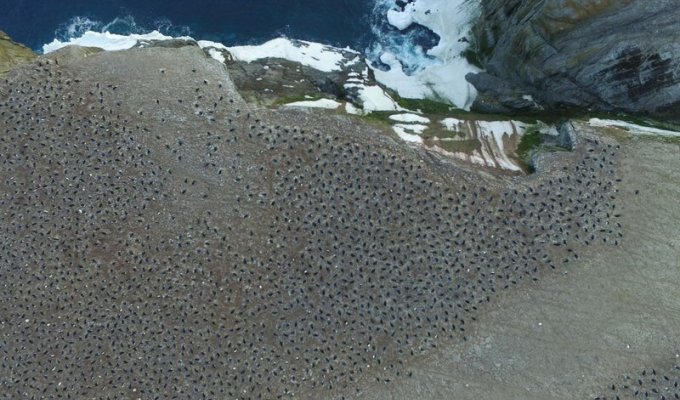 Как 1,5-миллионная суперколония пингвинов оставалась незамеченной почти 3000 лет (5 фото)