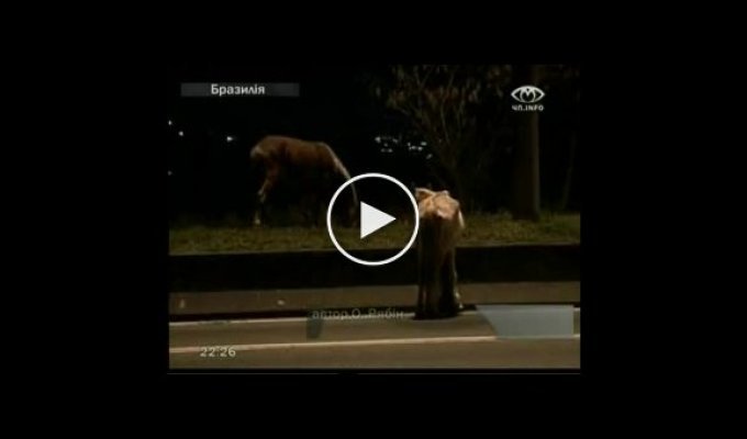 В Бразилий сбили лошадь... Нельзя так... :(