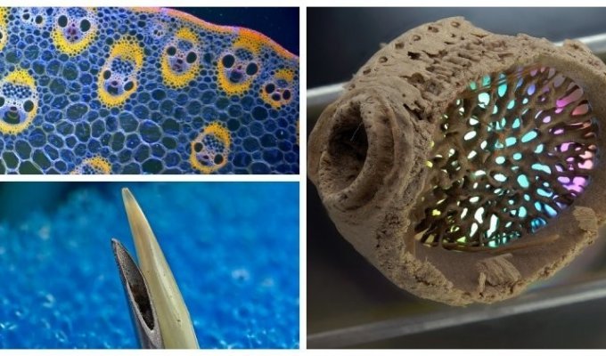 Интересные и необычные вещи под микроскопом (22 фото)