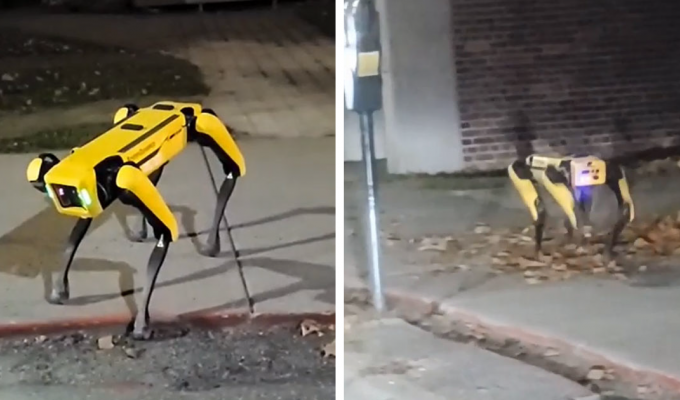 Робопёс Boston Dynamics блуждает по улицам Онтарио и пугает интернет (16 фото)
