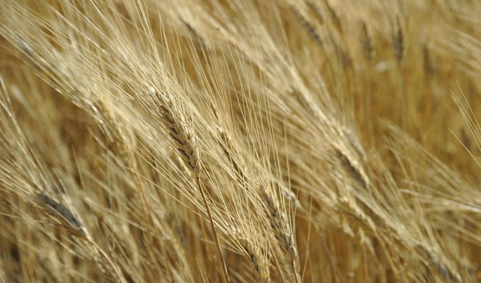 Будущее пшеницы (19 фото)