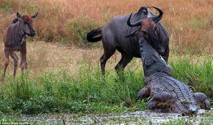 Невероятная схватка бегемота с крокодилом из-за антилопы гну (9 фото)