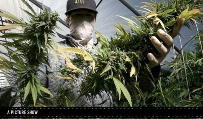 Выращивание марихуаны (23 фото)