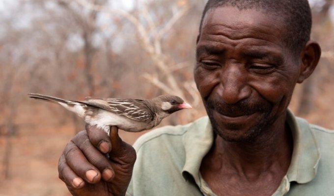 Птицы-медоуказчики научились распознавать языки местных африканских племен (3 фото)