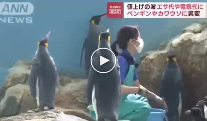 Пингвины из японского океанариума отказались есть дешевую рыбу