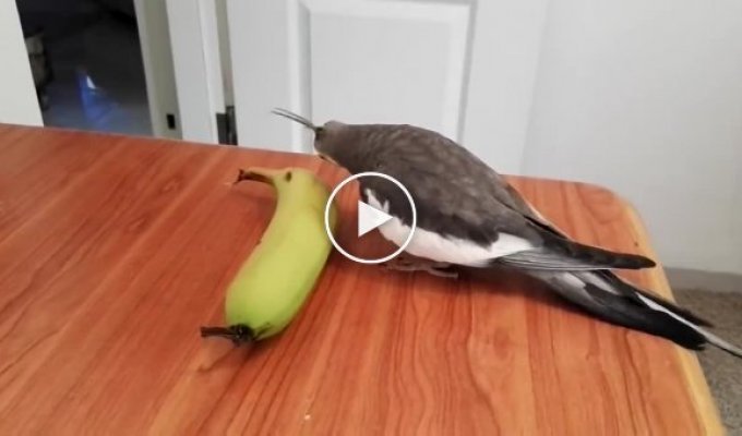 Талантливый попугай напевает песенку