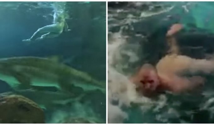 Пьяный канадец голышом поплавал в аквариуме с акулами (2 фото + 1 видео)