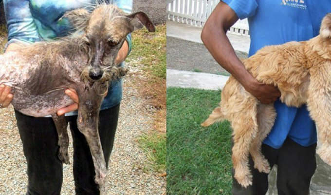 Бездомные собаки до и после приюта (17 фото)