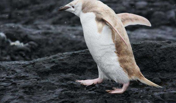 Редкий пингвин-блондин (3 фото)