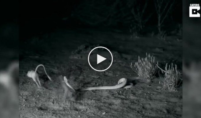 Схватка змеи с крысой-ниндзя попала на видео