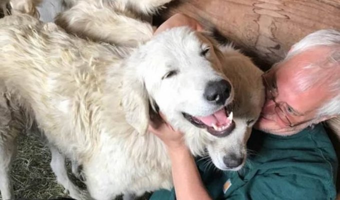 Пастушья собака спасла свое стадо в жутком лесном пожаре, где тяжело было людям (9 фото)