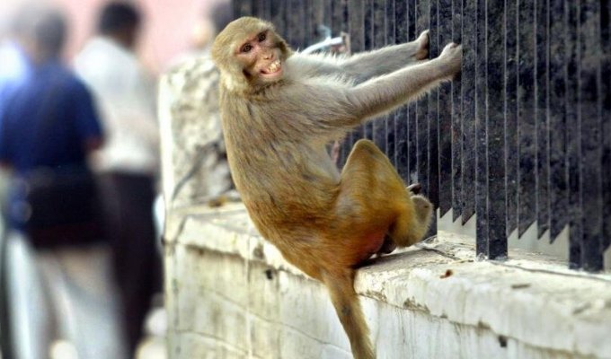 В Индии обезьяны напали на медика и похитили образцы крови с коронавирусом (1 фото)