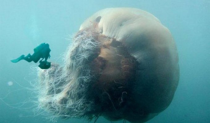 Правда о самой большой медузе в мире (17 фото + видео)