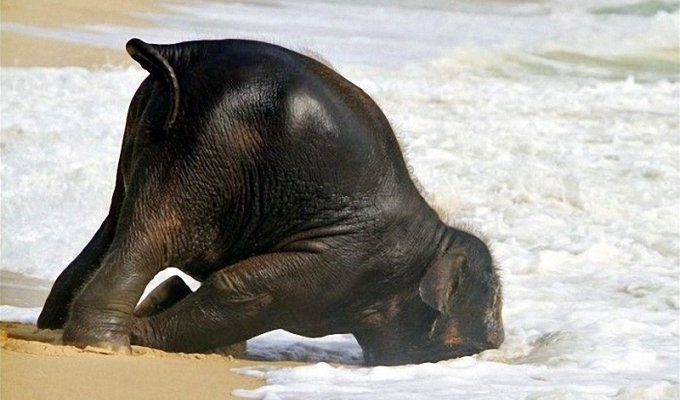 Слонёнок на пляже (7 фото)