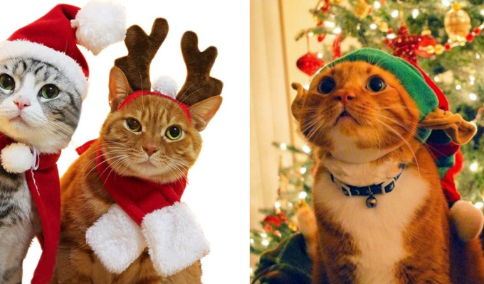 Самое милое, что вы сегодня видели: коты в новогодней одежке (15 фото)