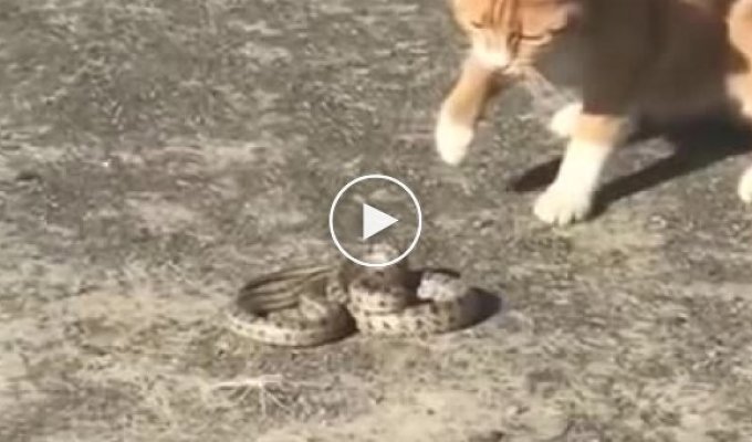 Кот завалил змея и спокойно его понес домой