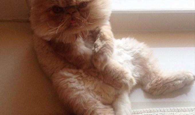 Очаровательный персидский кот, который выглядит так, как будто только что объелся (12 фото)