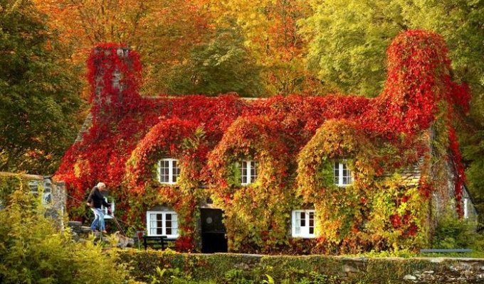 Осенние дома заросшие плющем (14 фото)