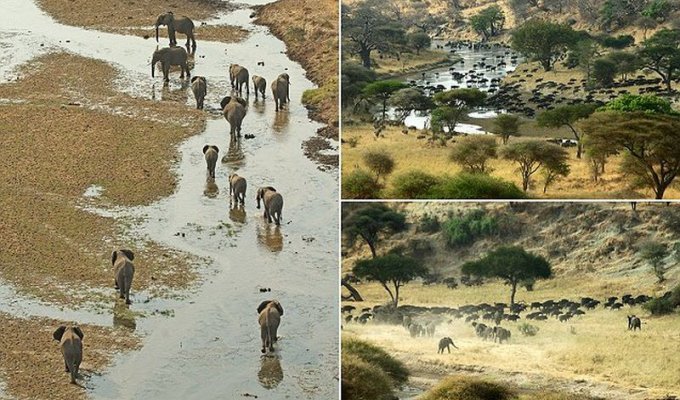 Буйволы не решились стать на пути слонов (14 фото)