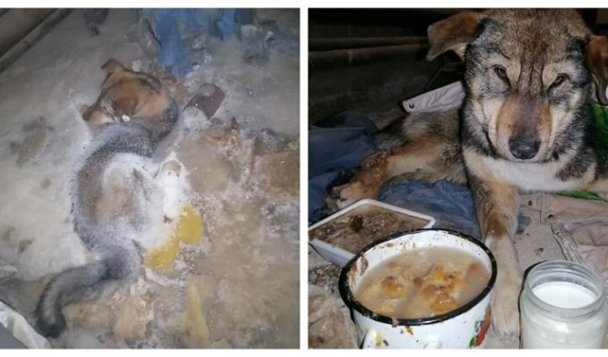 В Якутии собака вмёрзла в лёд, но неравнодушные жители спасли её (4 фото + 1 видео)