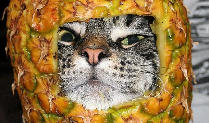 Кошки в фруктах (12 фото)