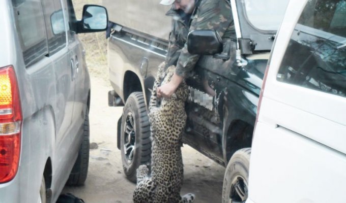 Леопард напал на сафари-гида (10 фото)