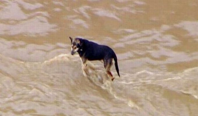 Спасение собаки из реки (15 фото)