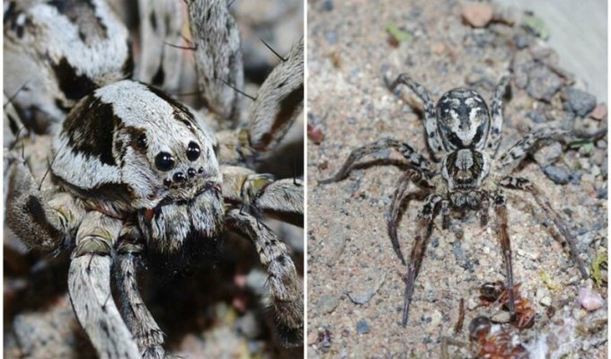 Британец нашел паука, который 27 лет считался вымершим (9 фото)