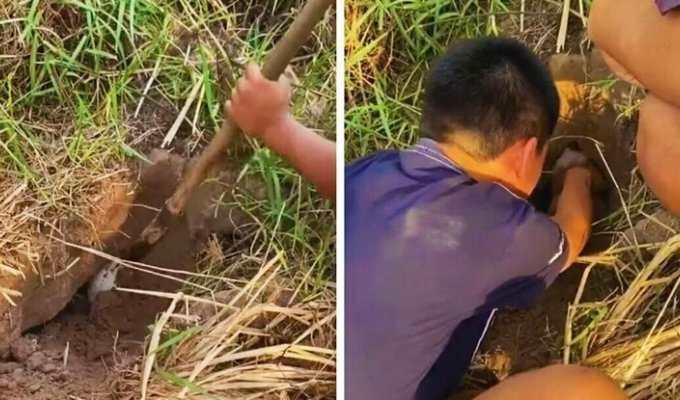 Таиландские подростки спасли щенка, который провалился под землю (7 фото + 1 видео)