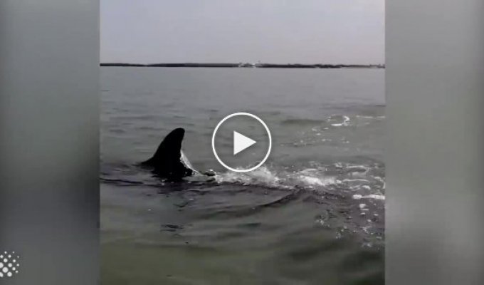 Дельфин необычным способом ловит рыбу