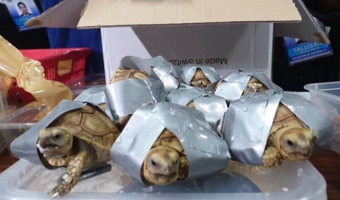 Брошенная контрабанда: в филиппинском аэропорту нашли более 1500 черепах, замотанных клейкой лентой (12 фото)
