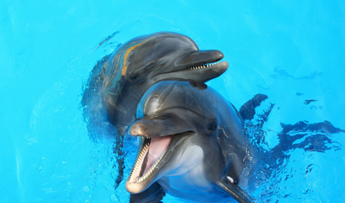 Цивилизация дельфинов: почему учёные всерьёз рассматривают эту гипотезу? (7 фото)