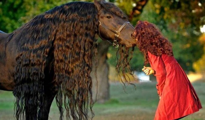 Самая красивая лошадь в мире -Фредерик Великий (16 фото)