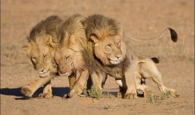 Три льва вышли из бара... (4 фото)