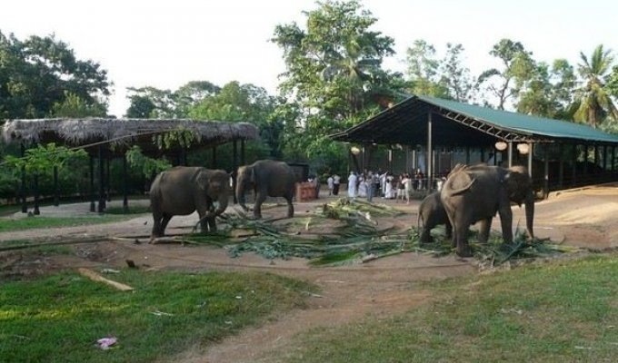 Слоны в Шри Ланка (14 фото)