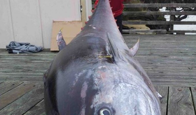 Самый большой тунец (6 фото)