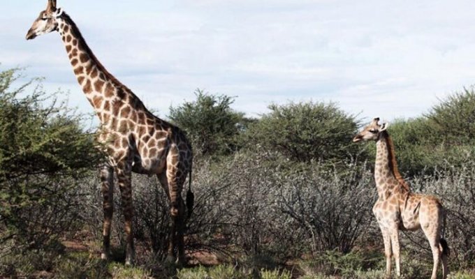 Первые в своём роде: карликовые жирафы (7 фото + 1 видео)